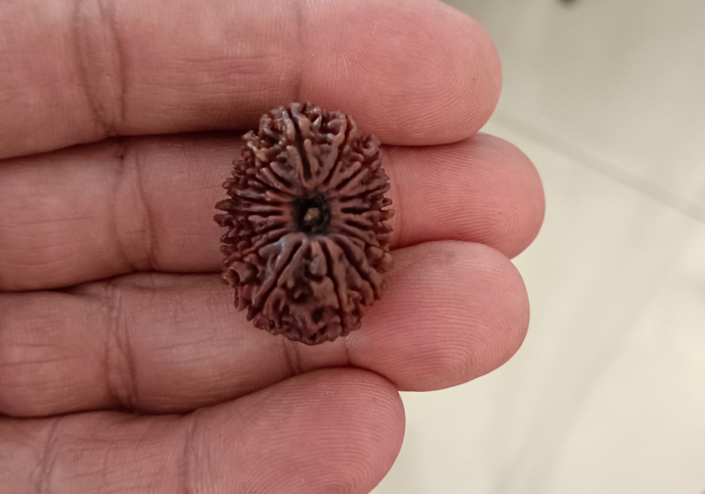 16 Mukhi Nepal variety Rudraksha