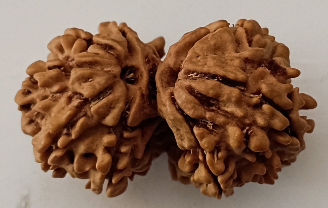 Gowri Shankar Rudraksh