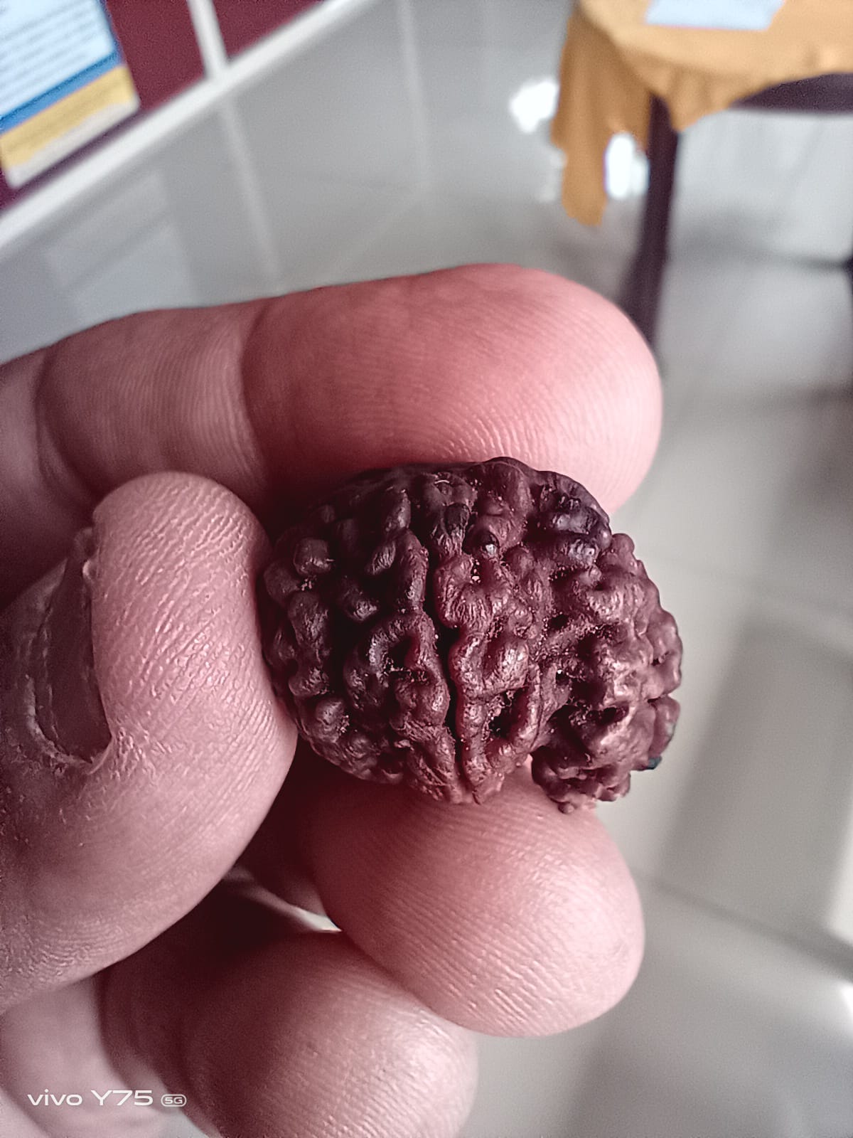 Eka Mukhi with 5 Mukhi rare Rudraksh