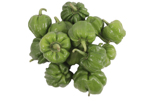Capsicum Jawari ಡೊಣ್ಣ ಮೆಣಸಿನಕಾಯಿ ಜವಾರಿ