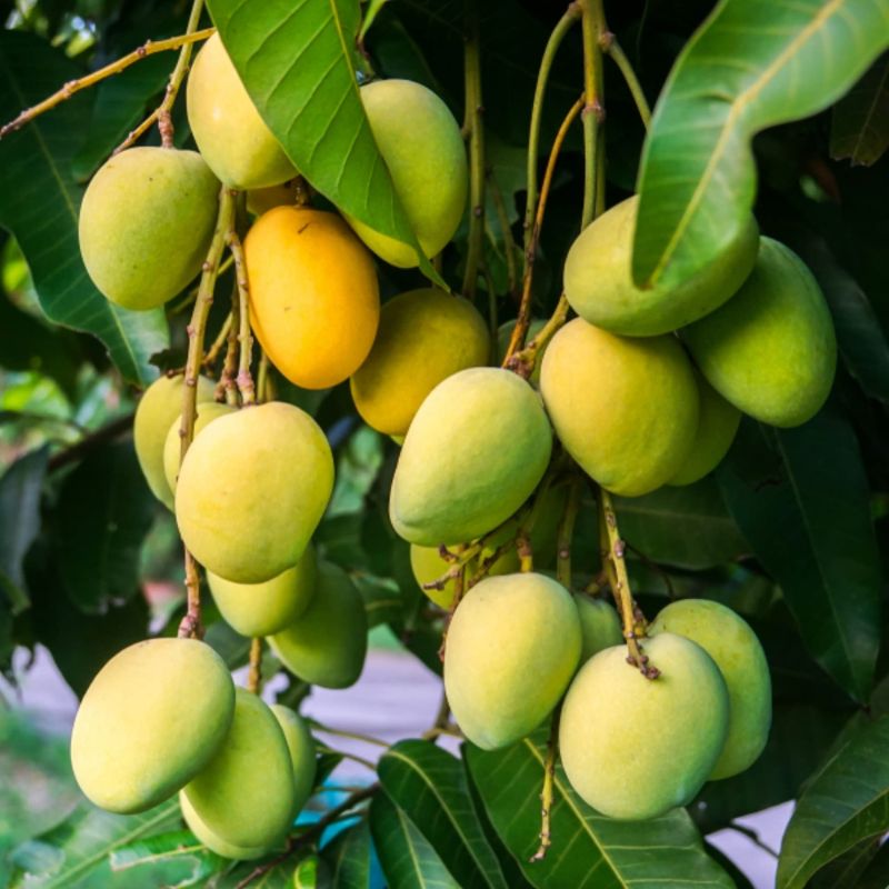 JARDALU MANGO PLANT(GRAFTED)