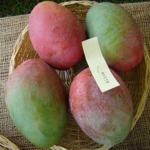 PHRA ARTHIT MANGO PLANT(GRAFTED)