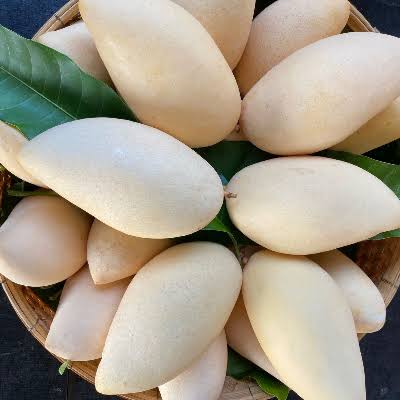 NAM DOK MAI SI THONG MANGO PLANT(GRAFTED)