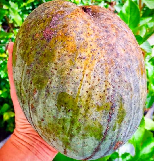 4 KG MANGO PLANT(GRAFTED)