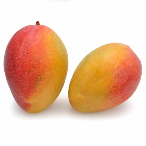 HADEN MANGO PLANT(GRAFTED)