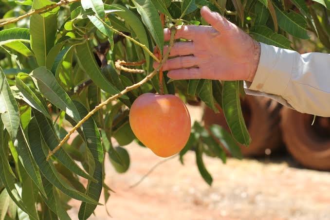 LADY JANE MANGO PLANT(GRAFTED)