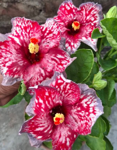 C G Rose of Hibiscus Plants