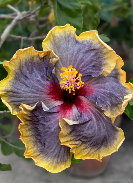 Taiwan Unicorn Hibiscus Plants