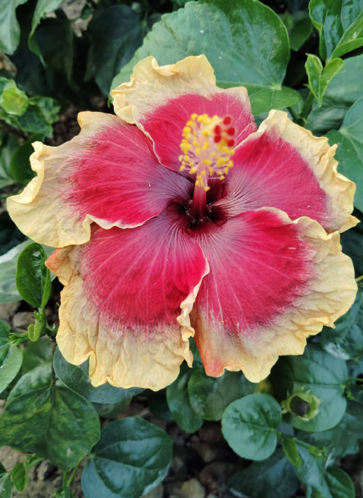 Pushpa 285 Hibiscus Plant