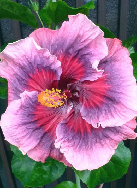 C G over the Perplexed Love Hibiscus Plants