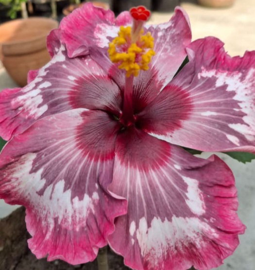 Y Panama Hibiscus Plants