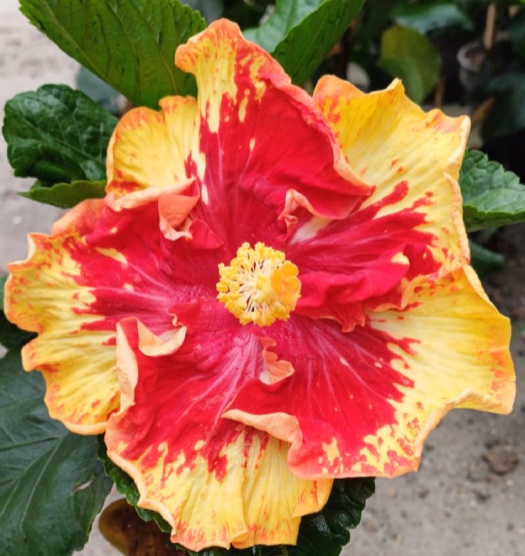 Vocal Coach Hibiscus Plants