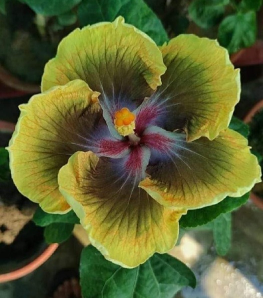 Cajun Affair Hibiscus Plants