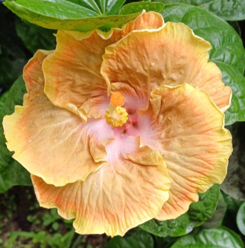 Lady Brown Hibiscus Plants
