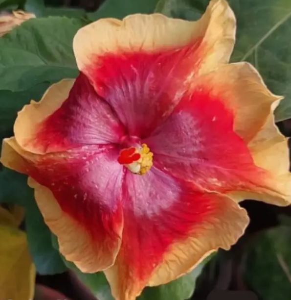 Chris Climax Hibiscus Plants