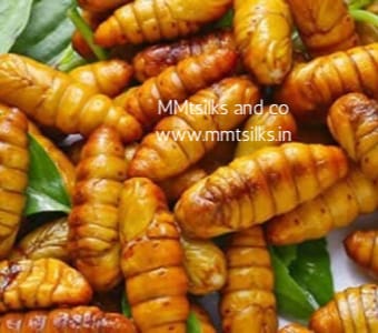 SILK WORM PUPAE