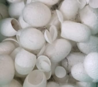 PC CUT SILKWORM CACOONS