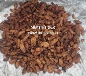 DRY SILKWORM PUPAE