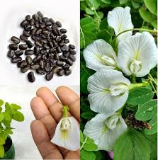 Aprajita seed - Vishnukanta Plant -अपराजिता - विष्णुकांता  10 seed