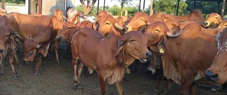 Sapteshwar Gir Gaushala