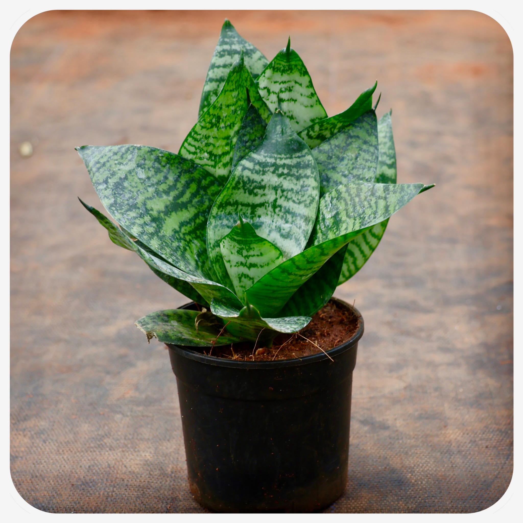 Lotus Plant Height Lotus Plant Height