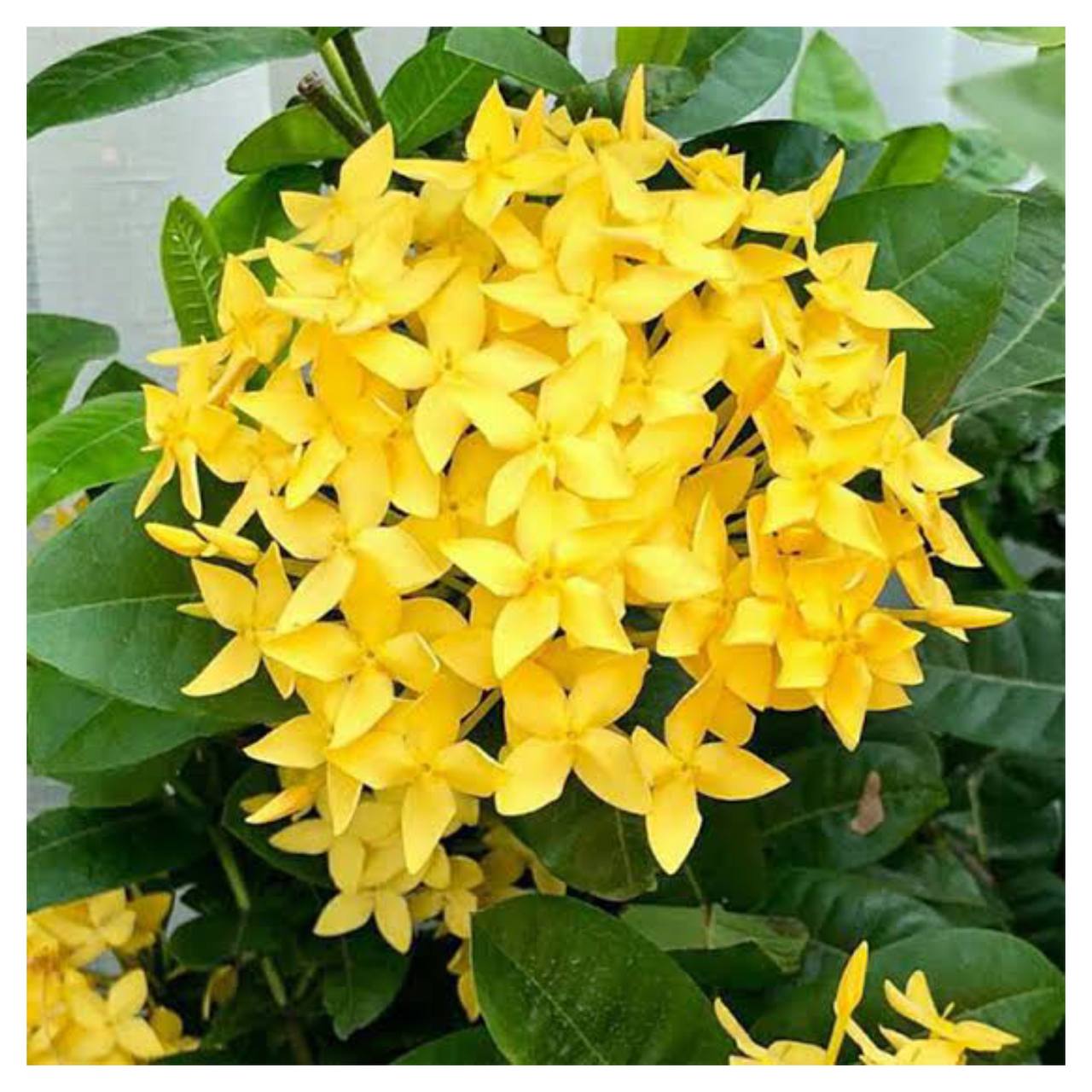 ixora yellow  (All time Flower )