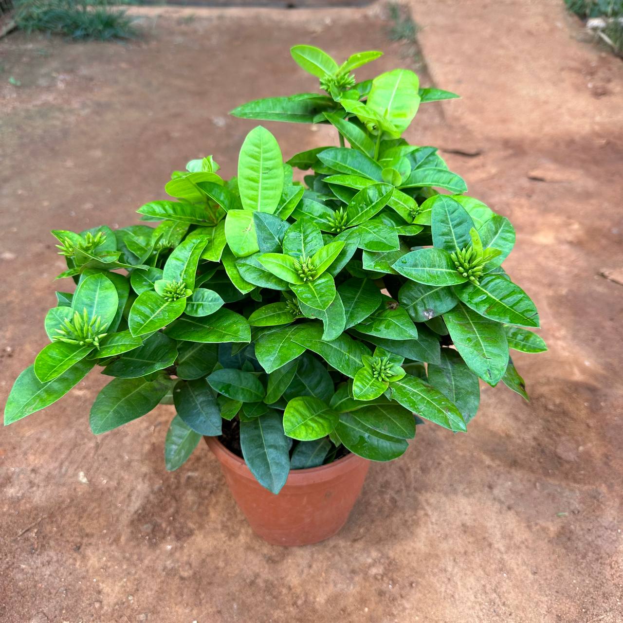 ixora yellow  |All time Flower |