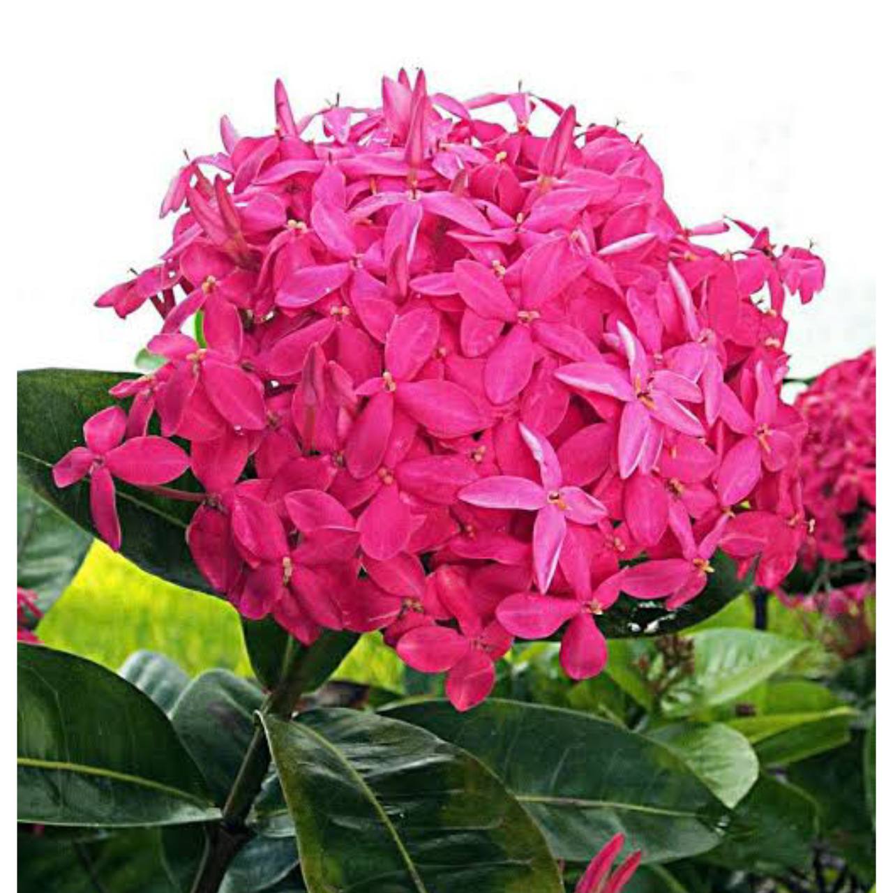 Ixora pink ( all time flower )