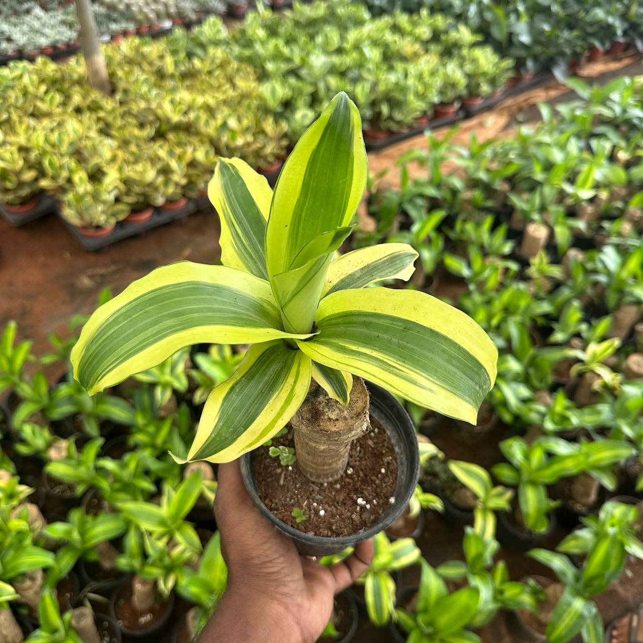 Brazilian wood  varigated  plant