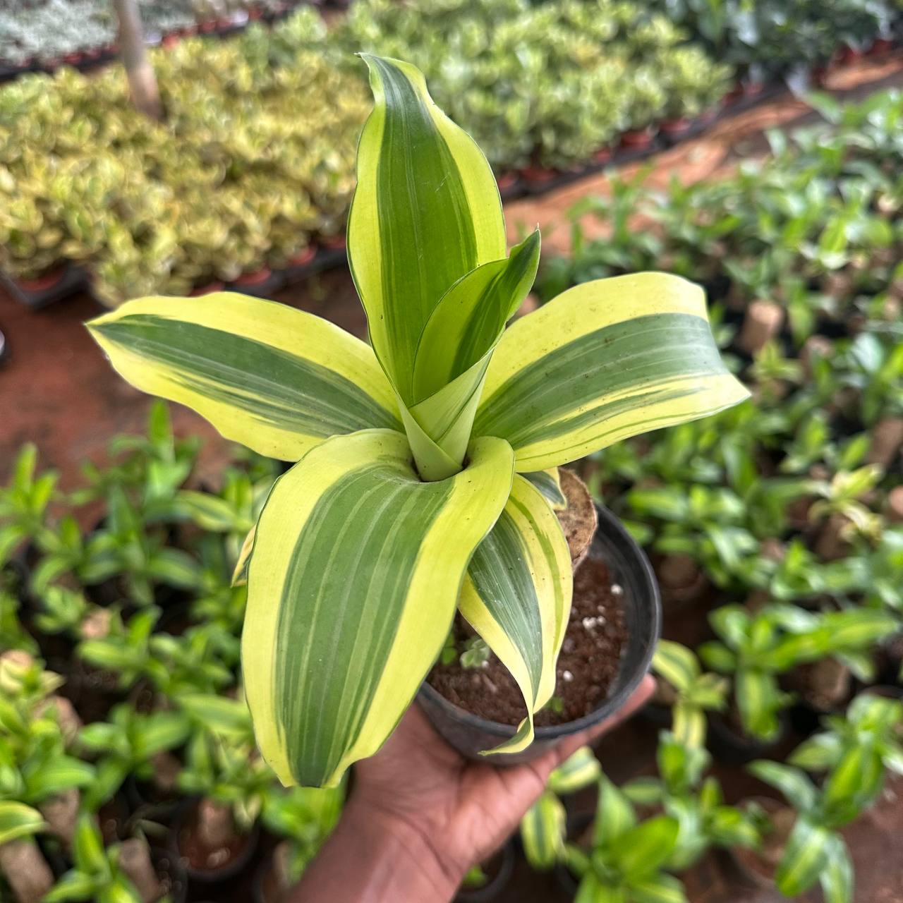 Brazilian wood  varigated  plant