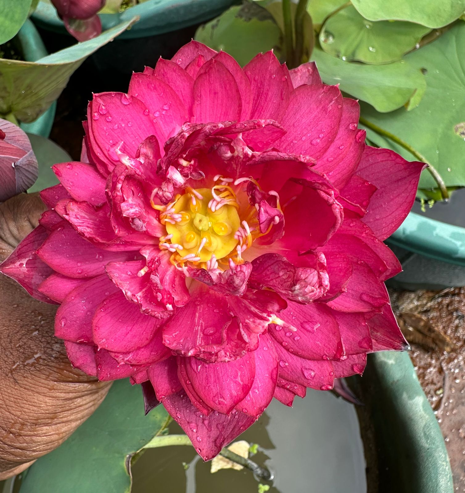 lotus plant
