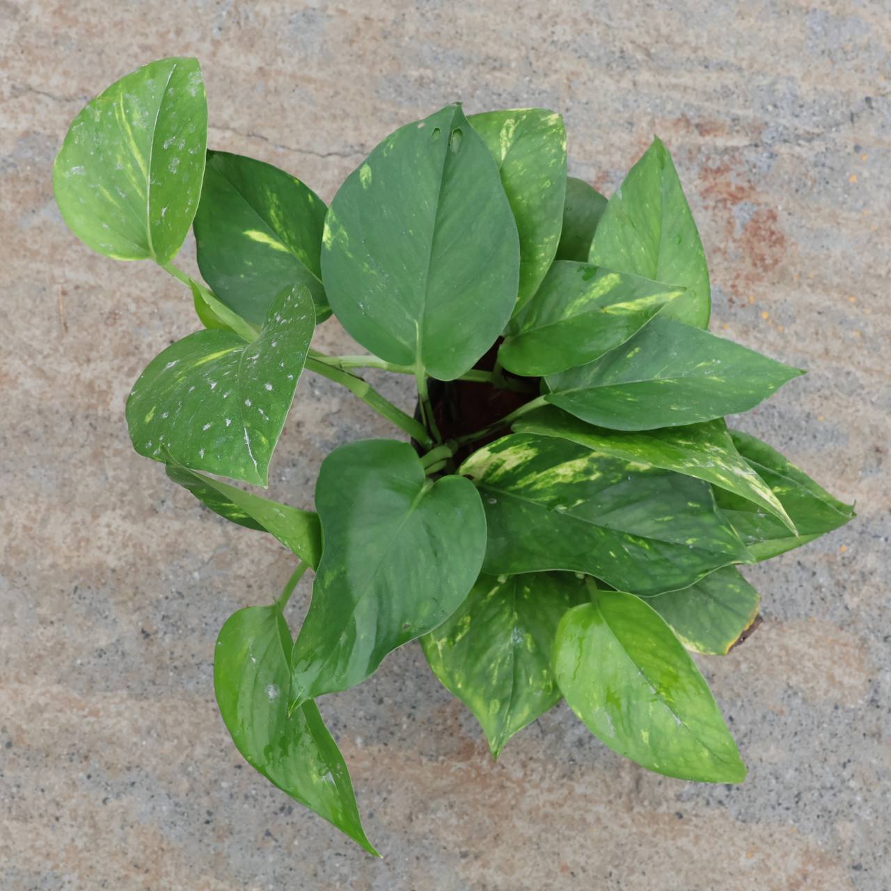 Money plant green with yellow  (small size)