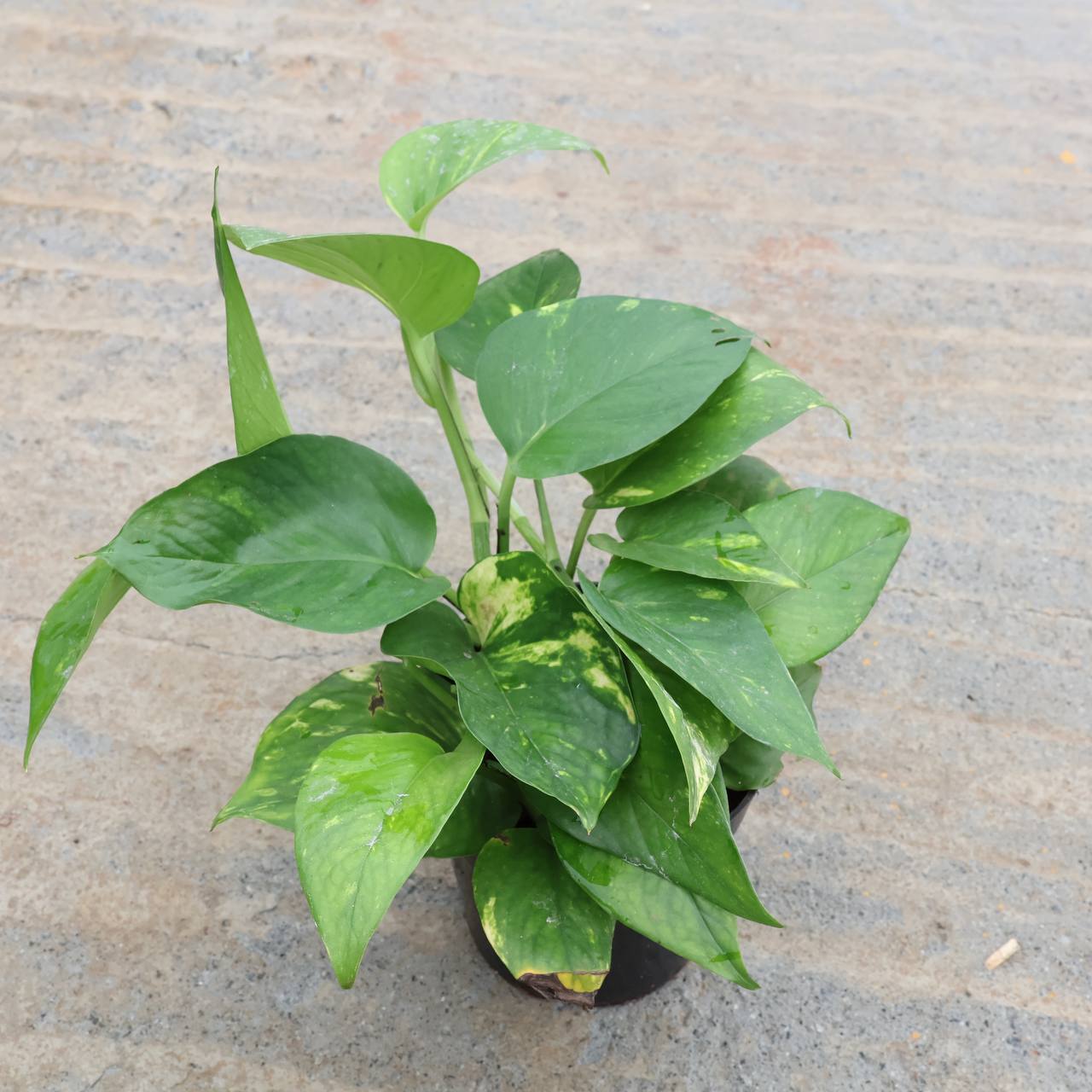 Money plant green with yellow  (small size)