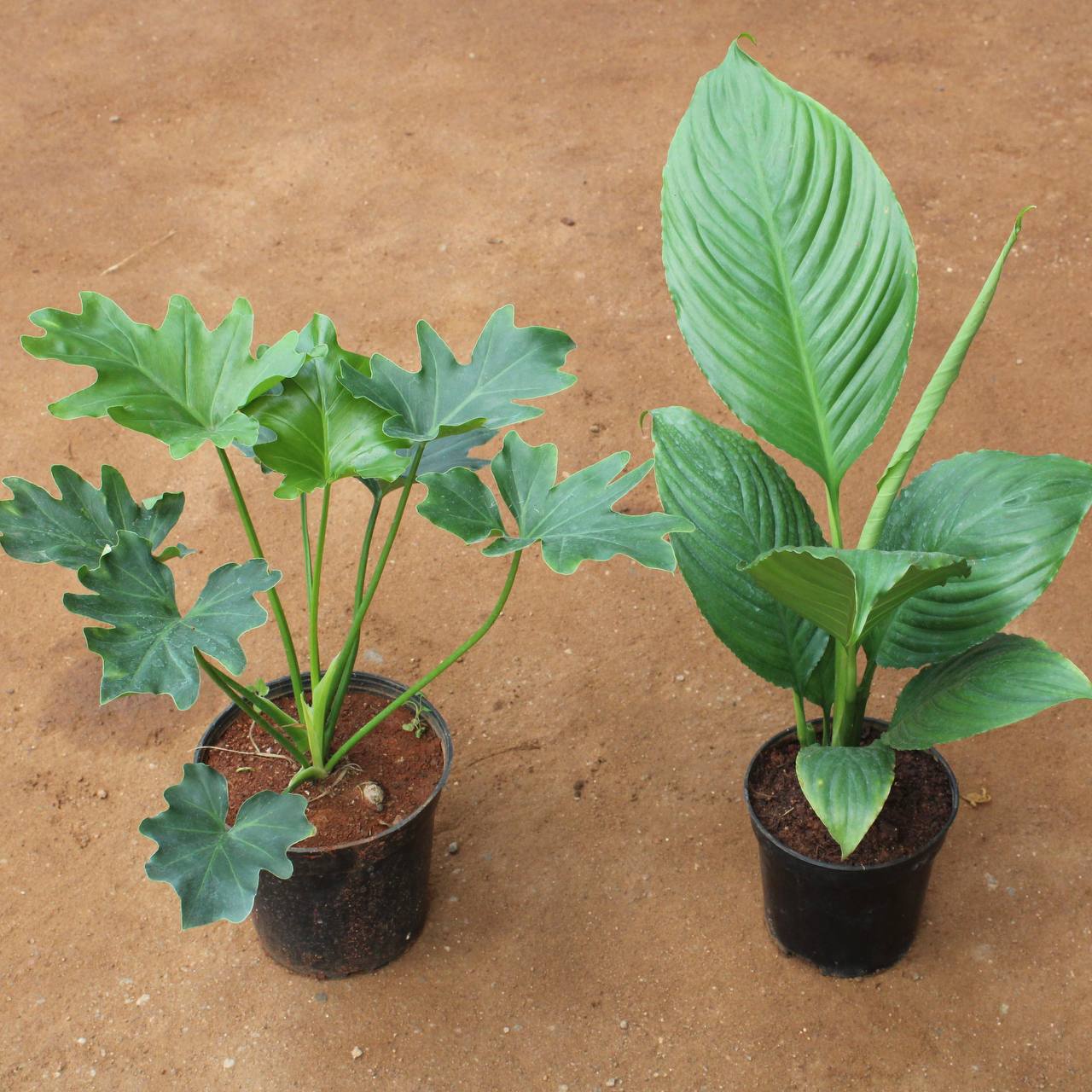 ZZ PLANT COMBO ( green and black ) C-11 - Pasumai Thottakalai
