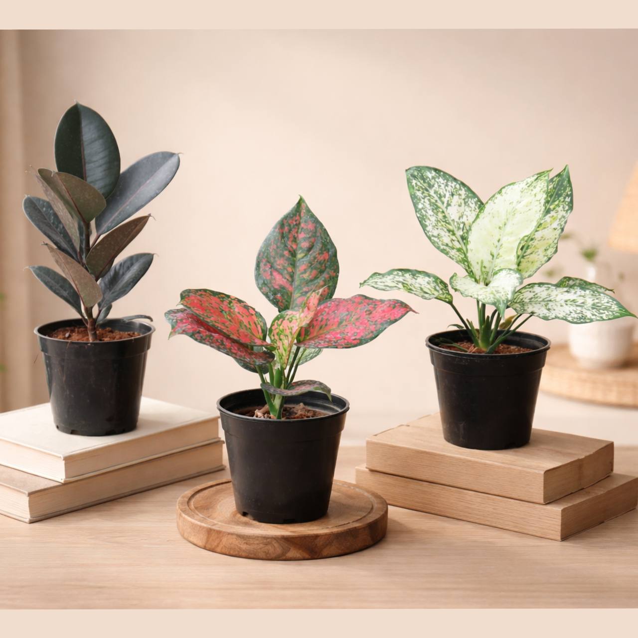 Living room  plants bundle  - ( Rubber plant black , agloenema green with pink ,snow white agloenema )   C-32