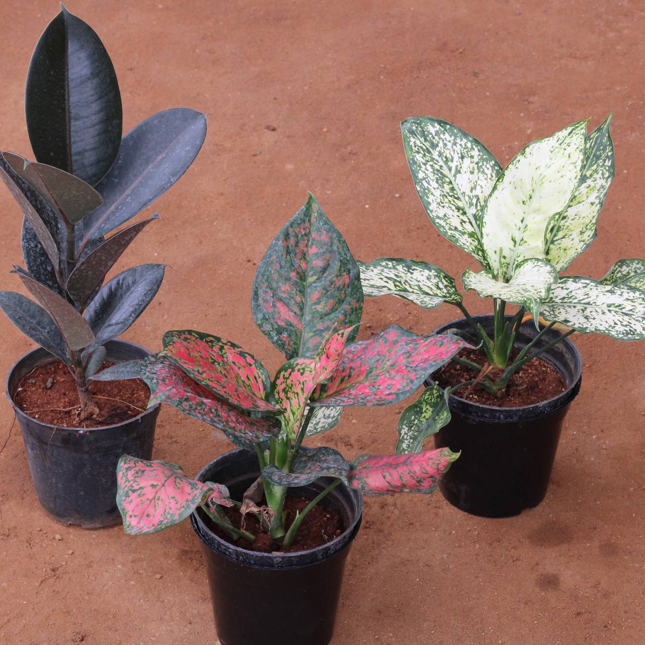 Living room  plants bundle  - ( Rubber plant black , agloenema green with pink ,snow white agloenema )   C-32