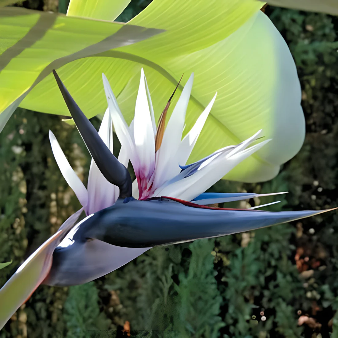 Simor Flower Buy Plants Online India | Flower Plants & Garden Pots | Pasumai Thottakalai