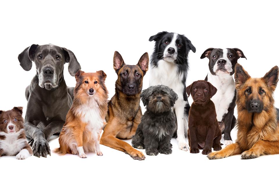 How to Choose the Best Dog Breed for Your Lifestyle