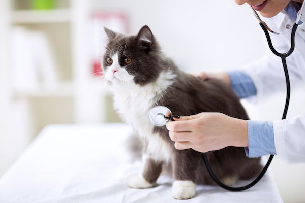 Common Health Issues in Cats and How to Prevent Them