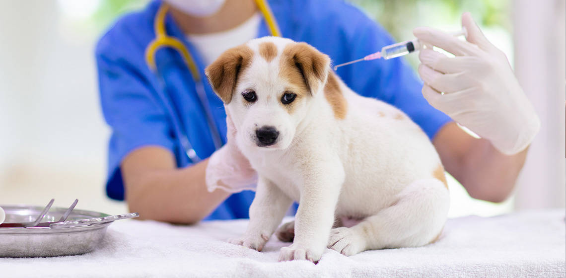 Essential Vaccinations for Puppies: A Complete Guide
