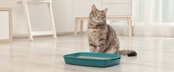 How to Litter Train Your Cat Step by Step