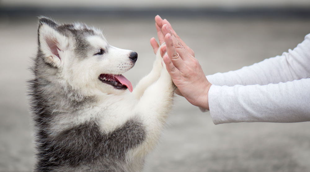 How to Bond with Your New Puppy: Tips for Strong Connections