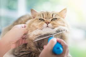 Grooming Tips for Long-Haired Cats: Keep Their Coat Healthy