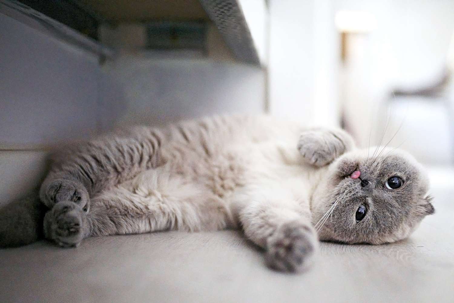 Why Spaying and Neutering Pets Is Essential