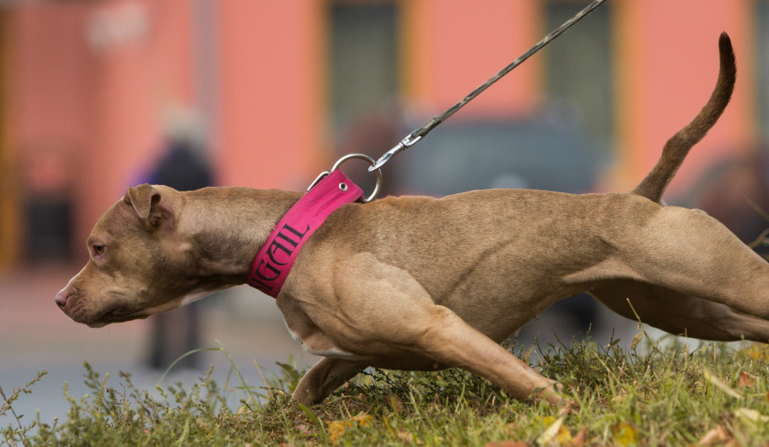 Top Tips for Training Your Dog to Walk on a Leash