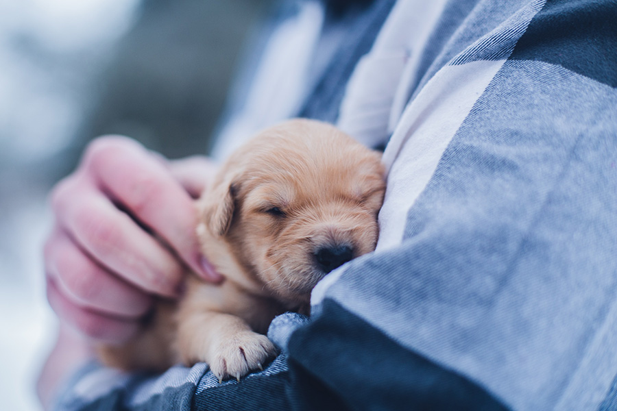 How to Introduce a New Pet to Your Home Successfully