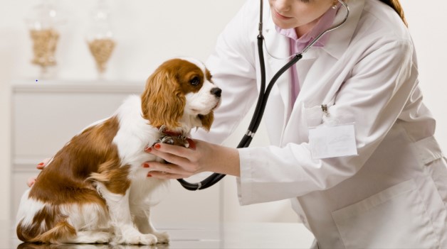 Best Pet Insurance Options in India for Your Furry Friends