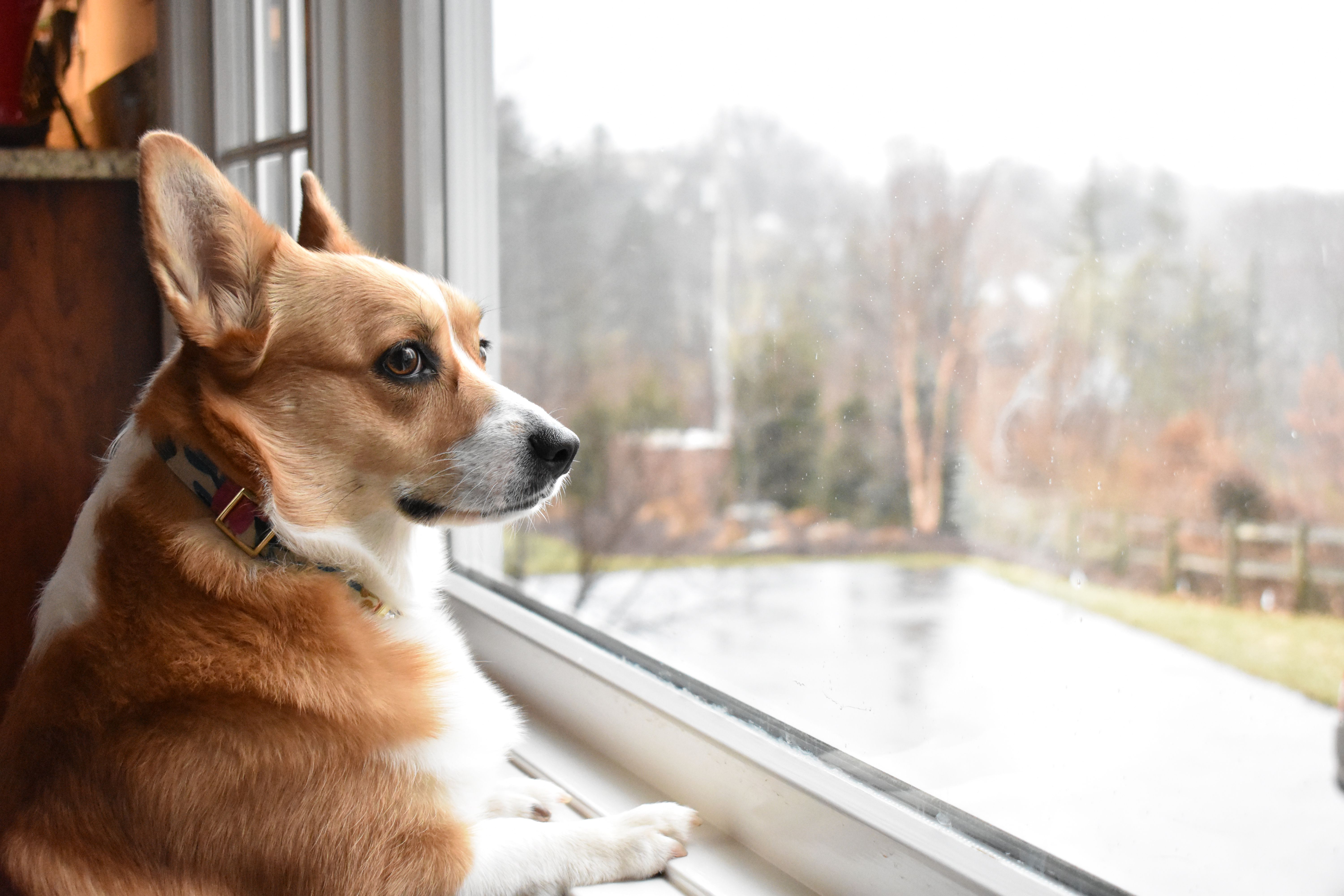 How to Help Your Dog Overcome Separation Anxiety