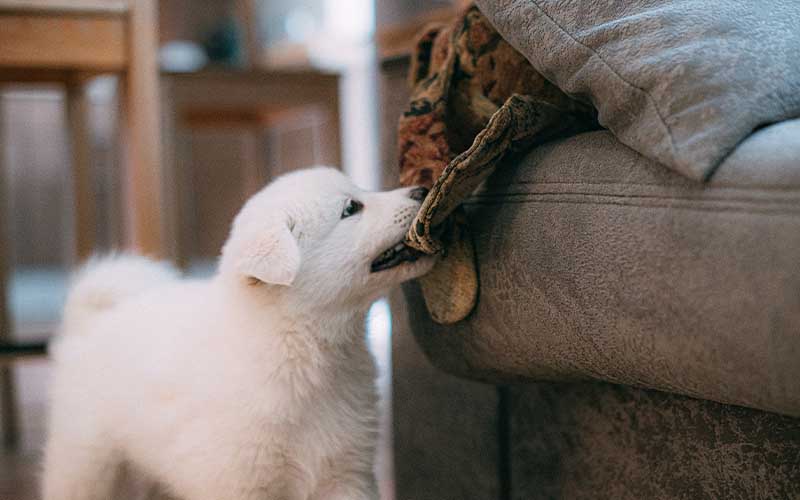 The Ultimate Guide to Puppy-Proofing Your Home