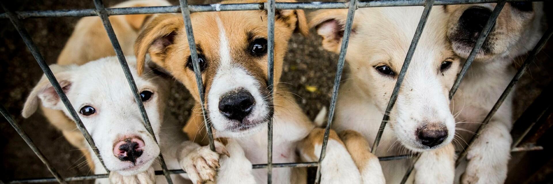 Benefits of Adopting Pets from Shelters